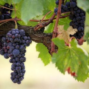 Les creisses philippe chesnelong, une signature incontournable en languedoc