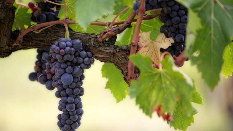 Les creisses philippe chesnelong, une signature incontournable en languedoc