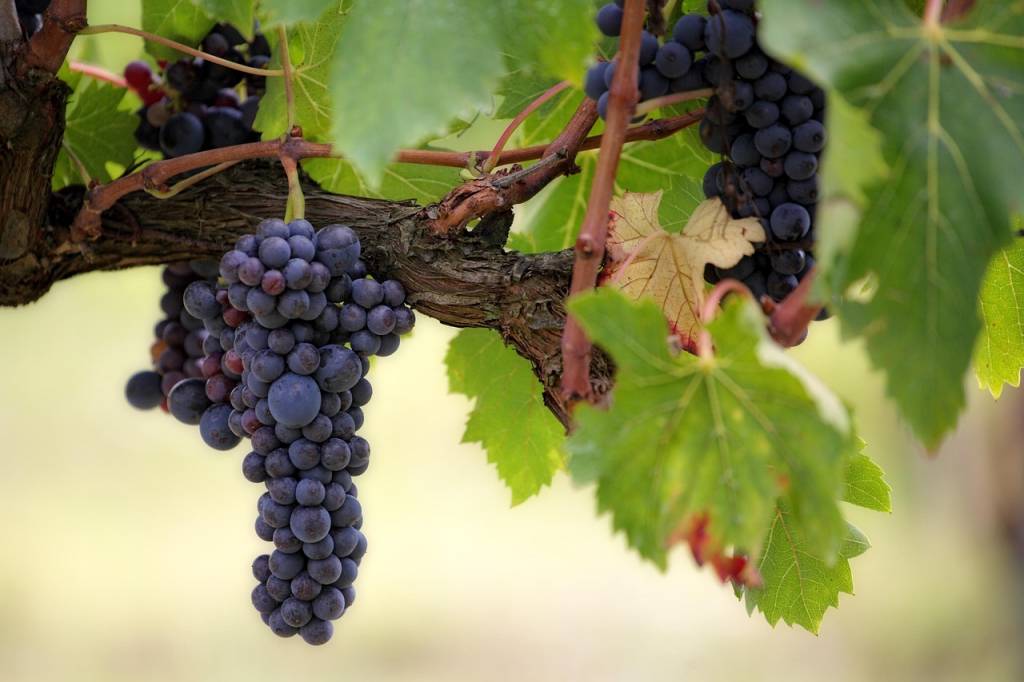 Les creisses philippe chesnelong, une signature incontournable en languedoc